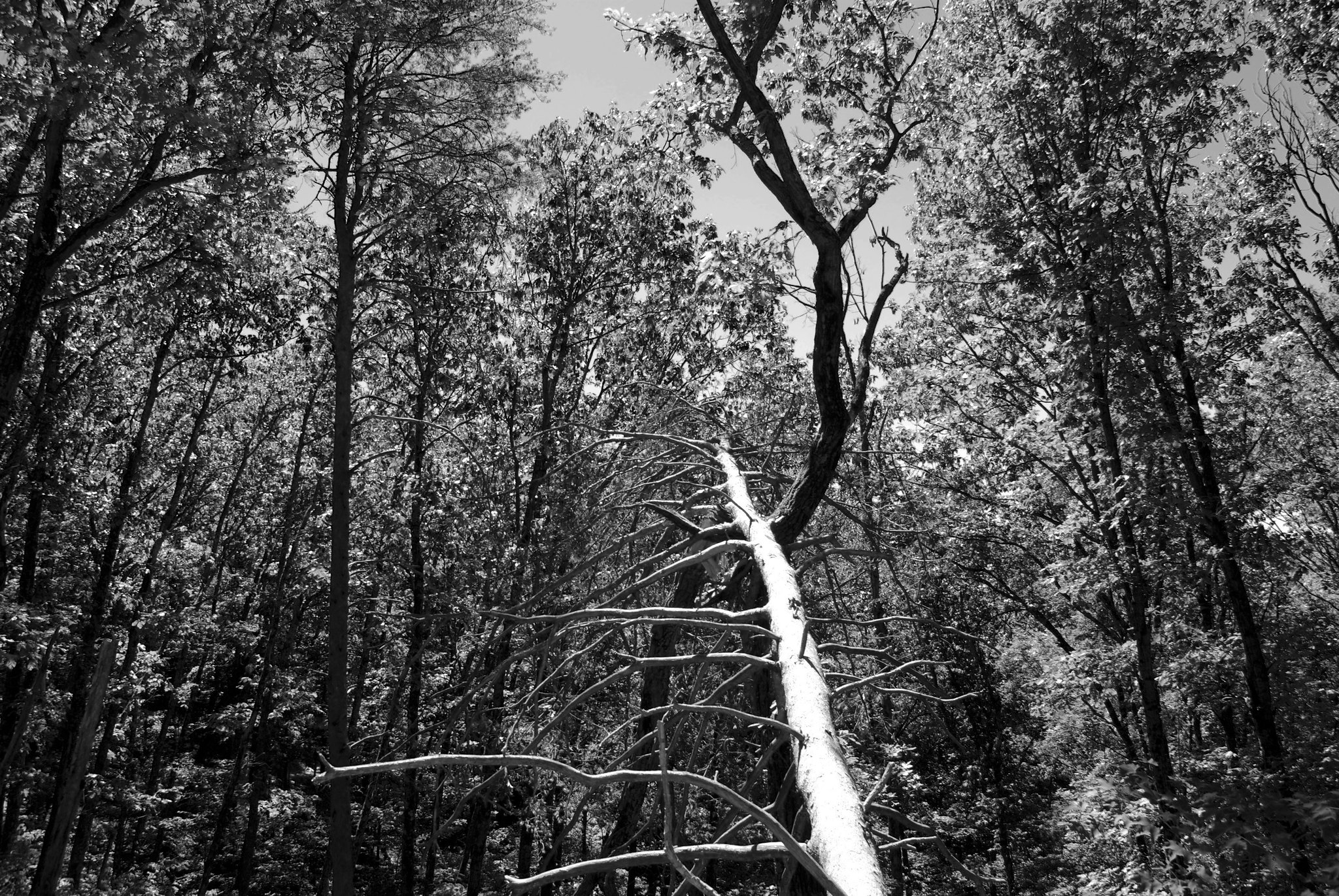 Jefferson Memorial Forest